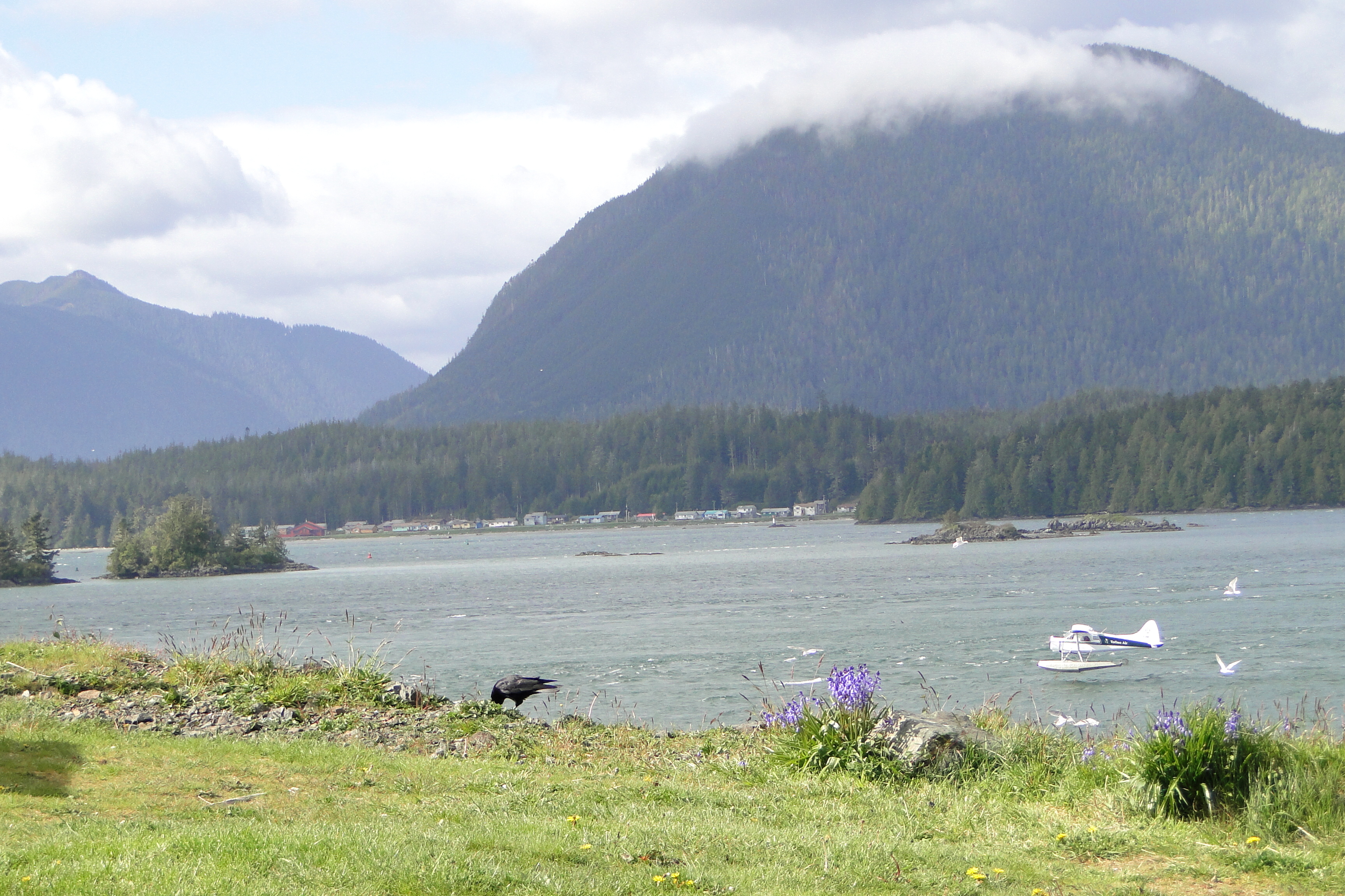 Tofino harbour, 2010.